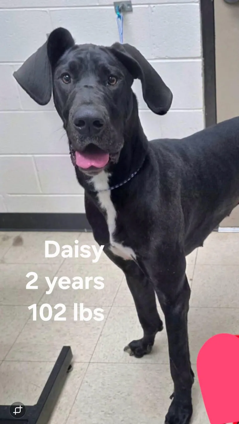 A young extra large-sized female Black Great Dane dog named Daisy for adoption in Salisbury, NC