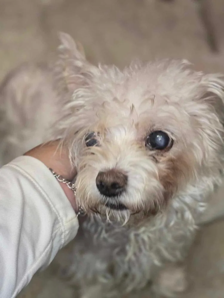 A senior small-sized female White / Cream Poodle dog named Holly Dolly for adoption in Aurora, CO