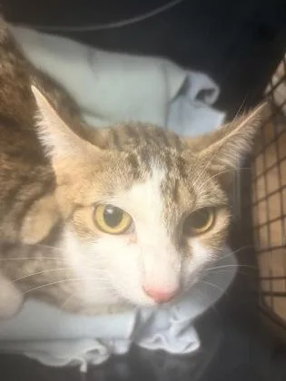 An adult large-sized female Domestic Short Hair cat named Akina for adoption in Chamblee, GA