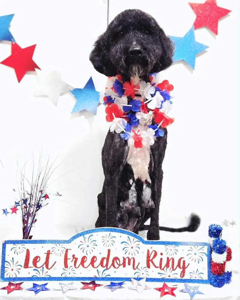 An adult medium-sized female Black Poodle dog named Chappal for adoption in Maysville, KY