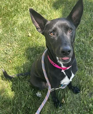 A young medium-sized female Pit Bull Terrier dog named Playdoh for adoption in Dayton, OH