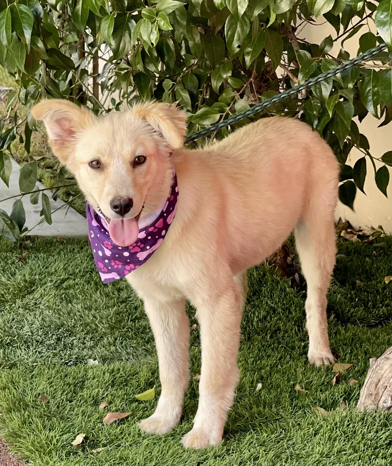 A baby medium-sized female White / Cream Border Collie dog named Pearl for adoption in Rowland Heights, CA