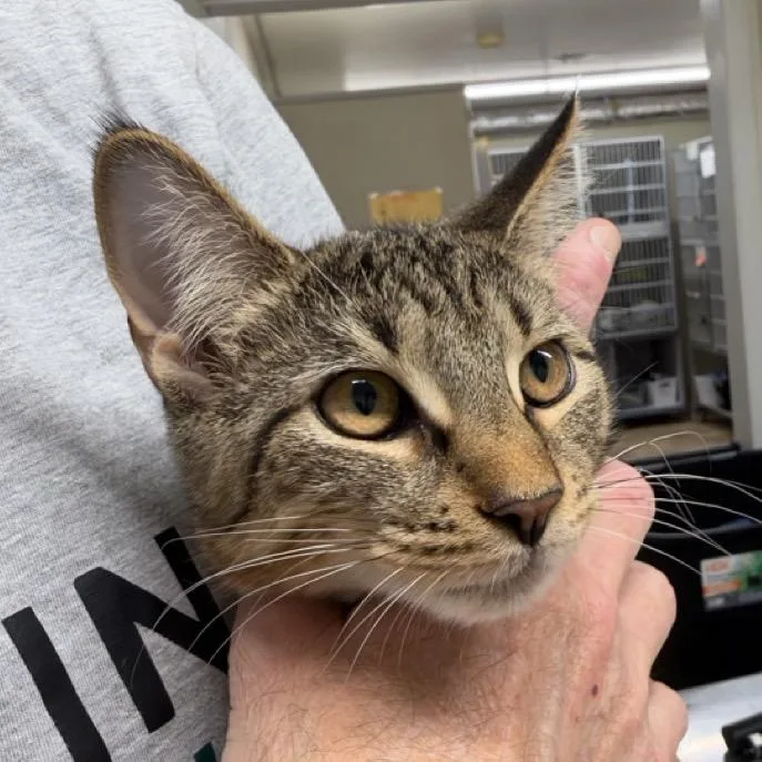 A baby medium-sized female Brown / Chocolate Domestic Short Hair cat named Kiki for adoption in Colorado Springs, CO