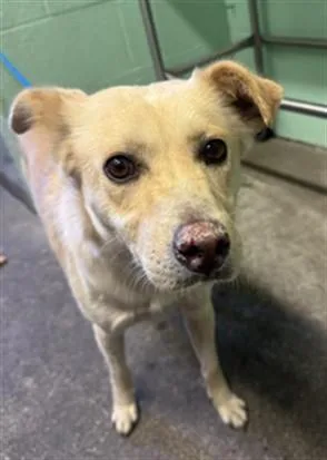 A young small-sized male Labrador Retriever dog named Billy Joel for adoption in Sacramento, CA