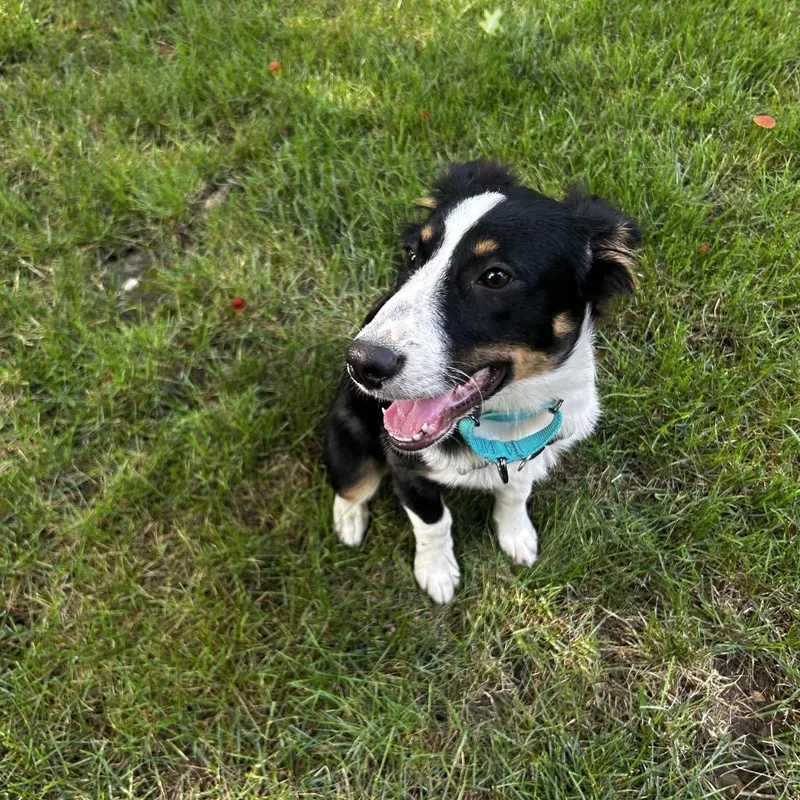 A baby medium-sized male Black Mixed Breed dog named Moose for adoption in Mentor, OH