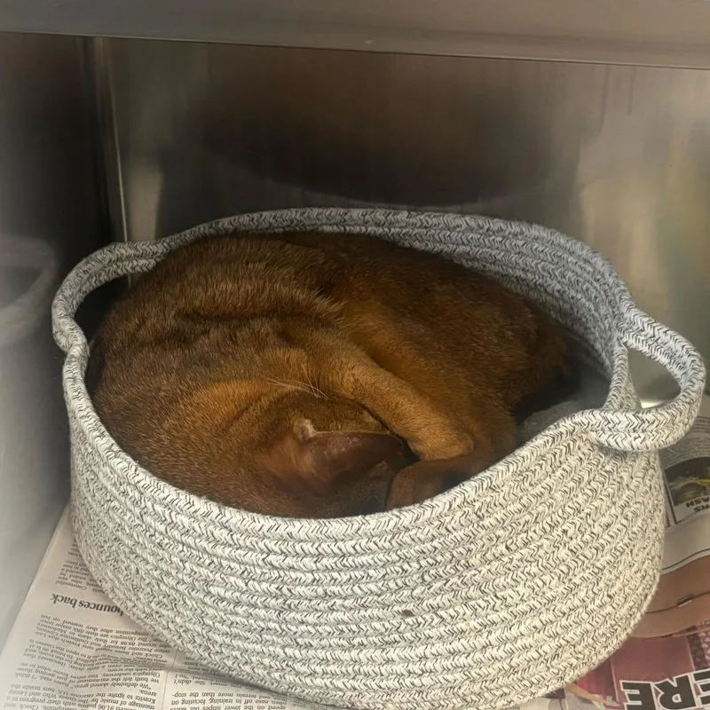 An adult small-sized female Domestic Short Hair cat named Sporty Spice for adoption in Manchester, NH