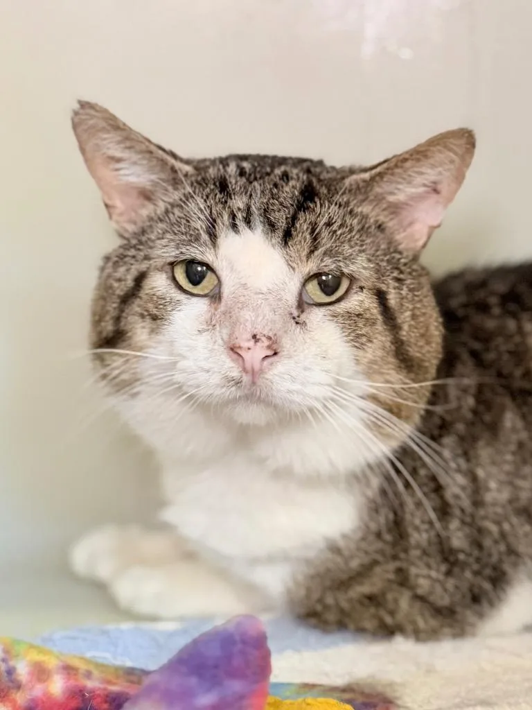An adult medium-sized male Domestic Short Hair cat named Wubby for adoption in Menomonie, WI