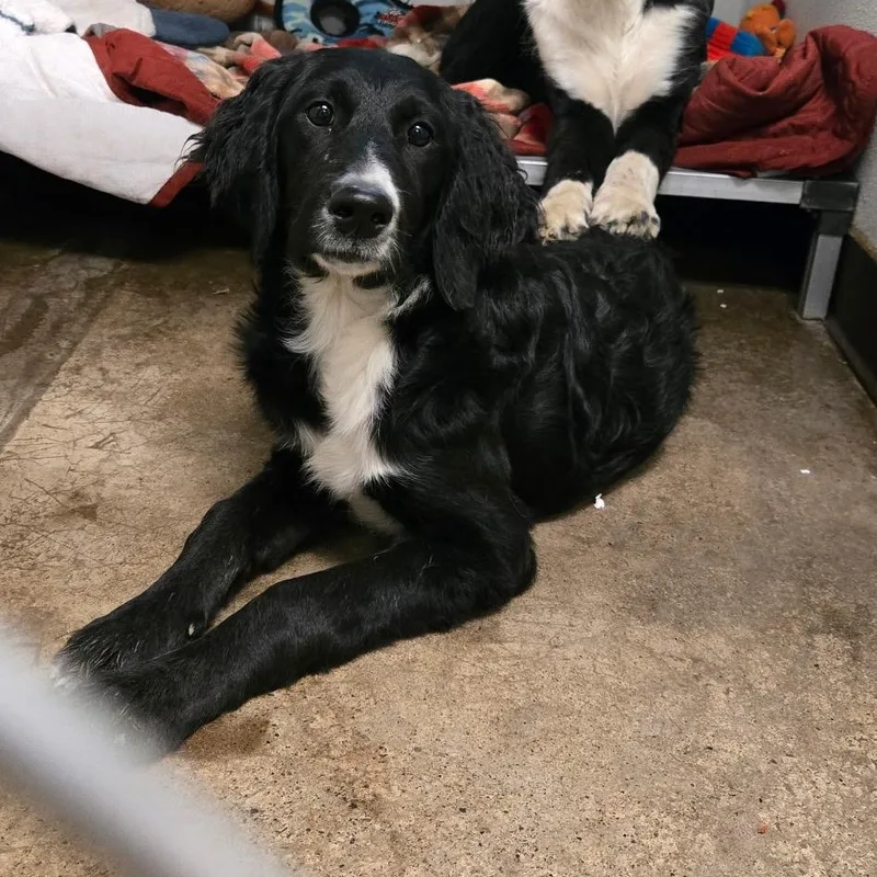 A baby large-sized female Black Goldendoodle dog named Honda for adoption in Pottsville, PA