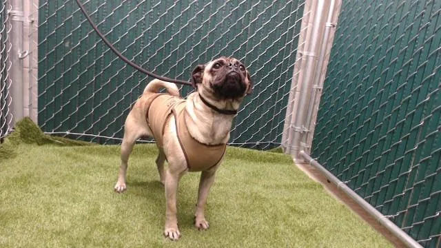 A young medium-sized male Pug dog named Rocky for adoption in Downey, CA