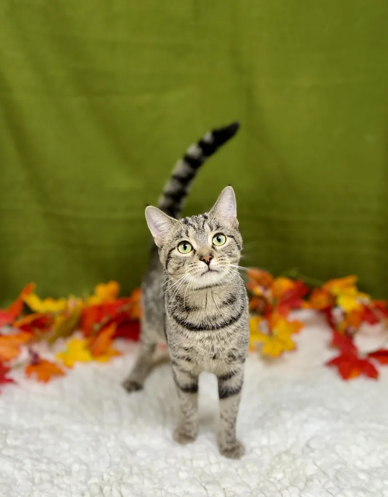 An adult medium-sized female Tabby (Tiger Striped) Domestic Short Hair cat named Dj for adoption in Upper Sandusky, OH