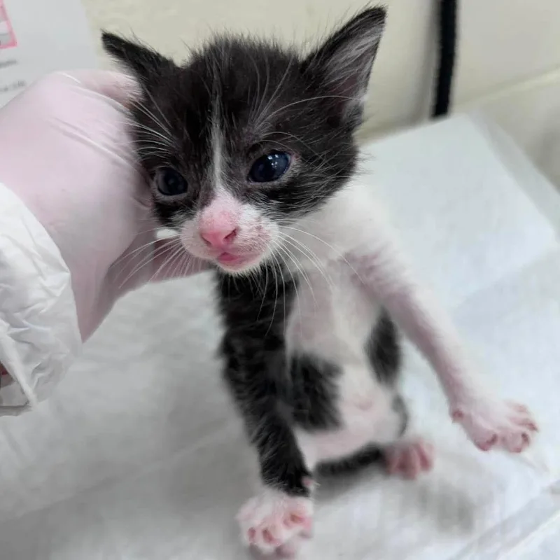 A baby small-sized female Black Domestic Short Hair cat named Mona for adoption in Bastrop, TX