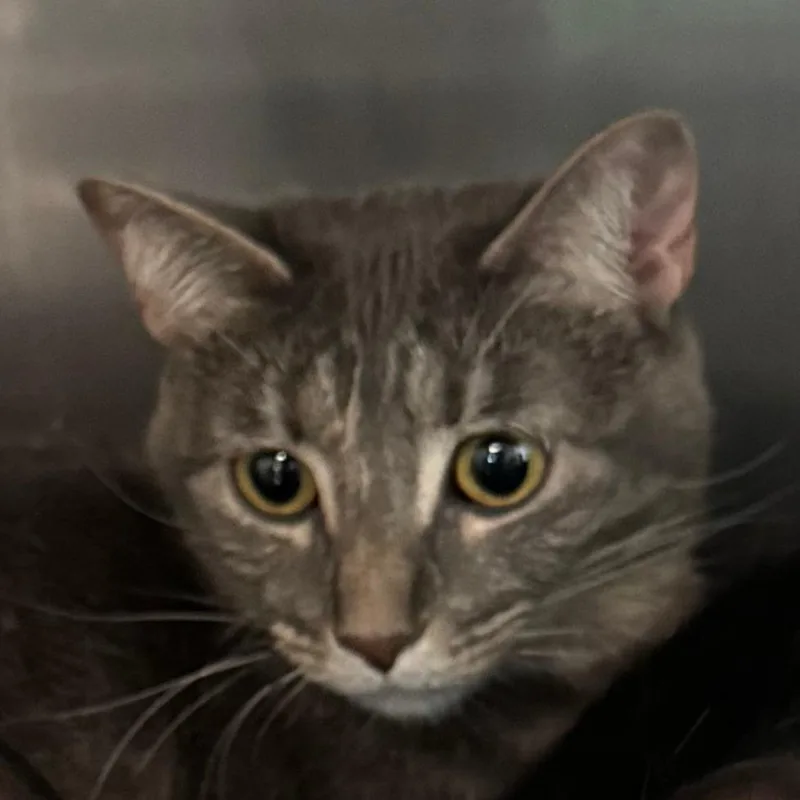 An adult large-sized female Gray / Blue / Silver Domestic Short Hair cat named Sayla for adoption in Lakewood, CO