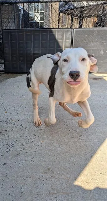 A baby medium-sized male Whippet dog named Rio for adoption in Chester, SC