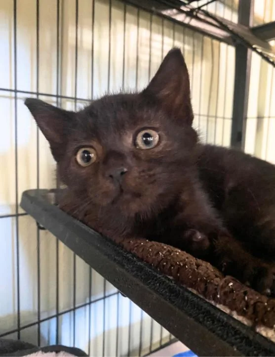 A young medium-sized female Domestic Short Hair cat named Chacha for adoption in Cortland, NY