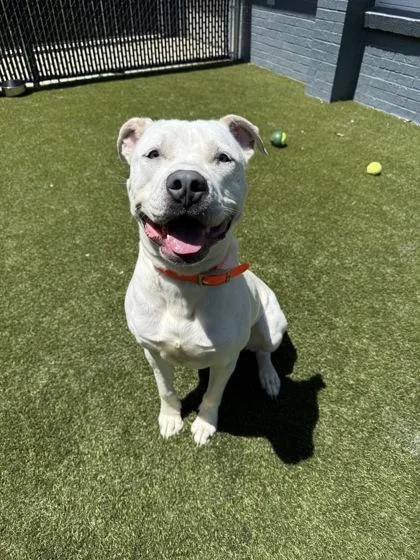 An adult large-sized male Mixed Breed dog named Turtle for adoption in Lafayette, IN