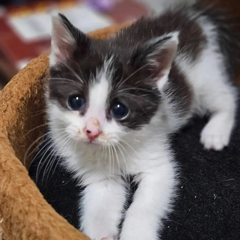 A baby small-sized male White Domestic Short Hair cat named Bobbie Ikea for adoption in Springfield, IL