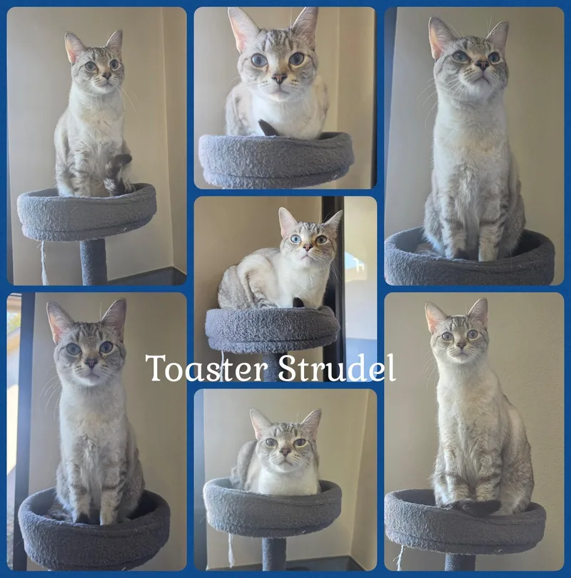 An adult medium-sized male Gray / Blue / Silver Domestic Short Hair cat named Toaster Strudel for adoption in Universal City, TX