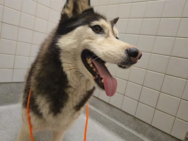 An adult large-sized female Siberian Husky dog named Articuno for adoption in Tustin, CA