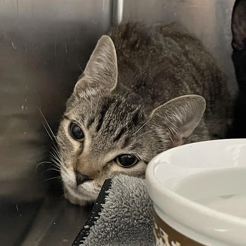A young medium-sized female Black Domestic Short Hair cat named Moonlight for adoption in Port Charlotte, FL
