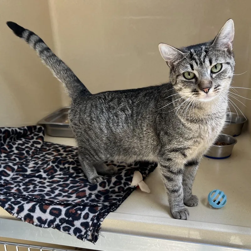 A young medium-sized female Brown / Chocolate Tabby cat named Rosie Posie for adoption in Clarksville, VA