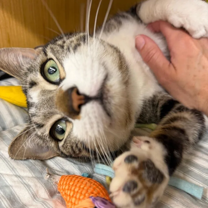A young large-sized male Brown / Chocolate Domestic Short Hair cat named Jake for adoption in Middle Village, NY