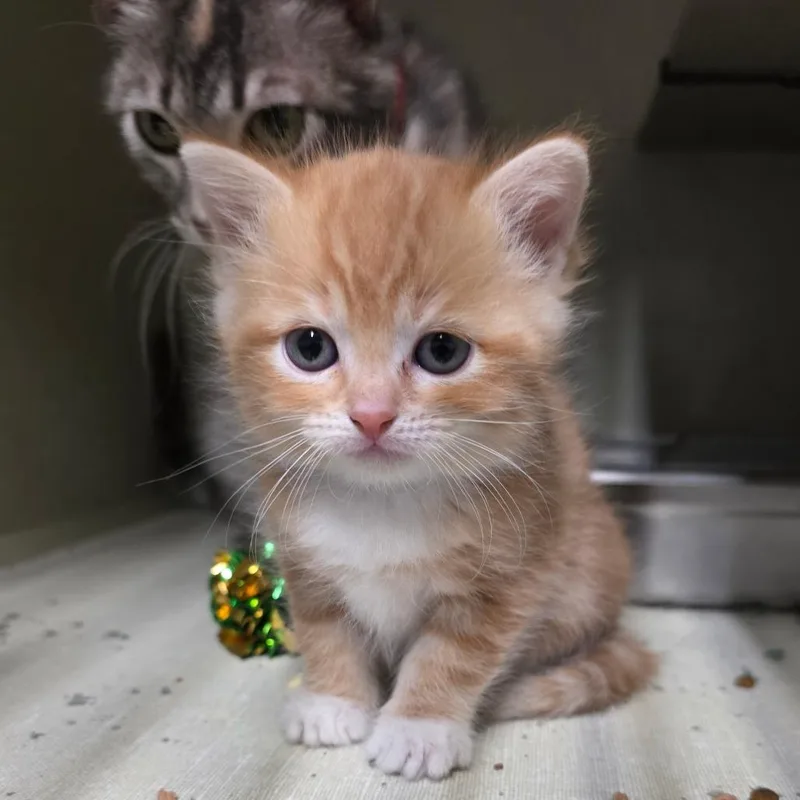 A baby small-sized female Orange / Red Domestic Short Hair cat named Baguette for adoption in Lakewood, CO