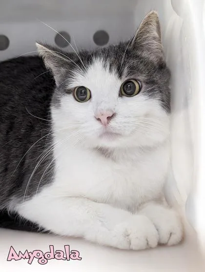 An adult medium-sized female Domestic Short Hair cat named Amygdala for adoption in Mason, MI