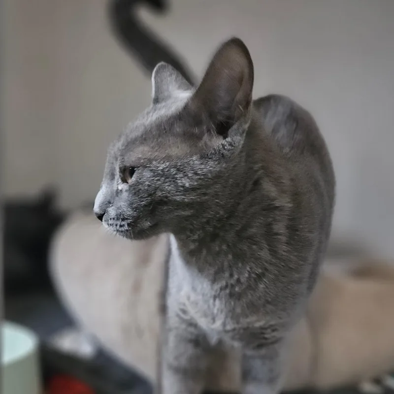 A young small-sized female Domestic Short Hair cat named Bandit for adoption in Monticello, IA