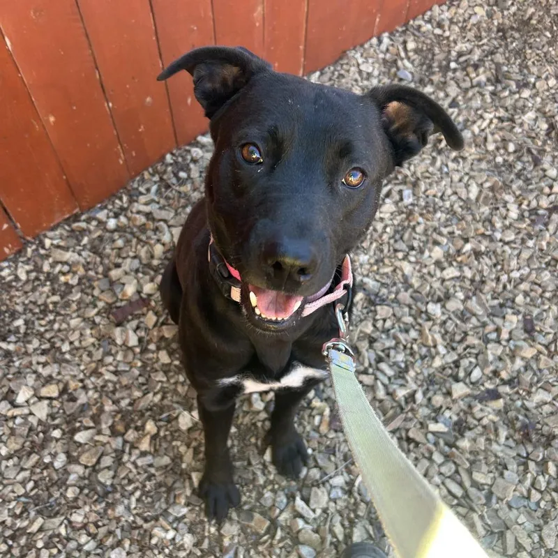 An adult large-sized female Black Pit Bull Terrier dog named Drew for adoption in Albuquerque, NM