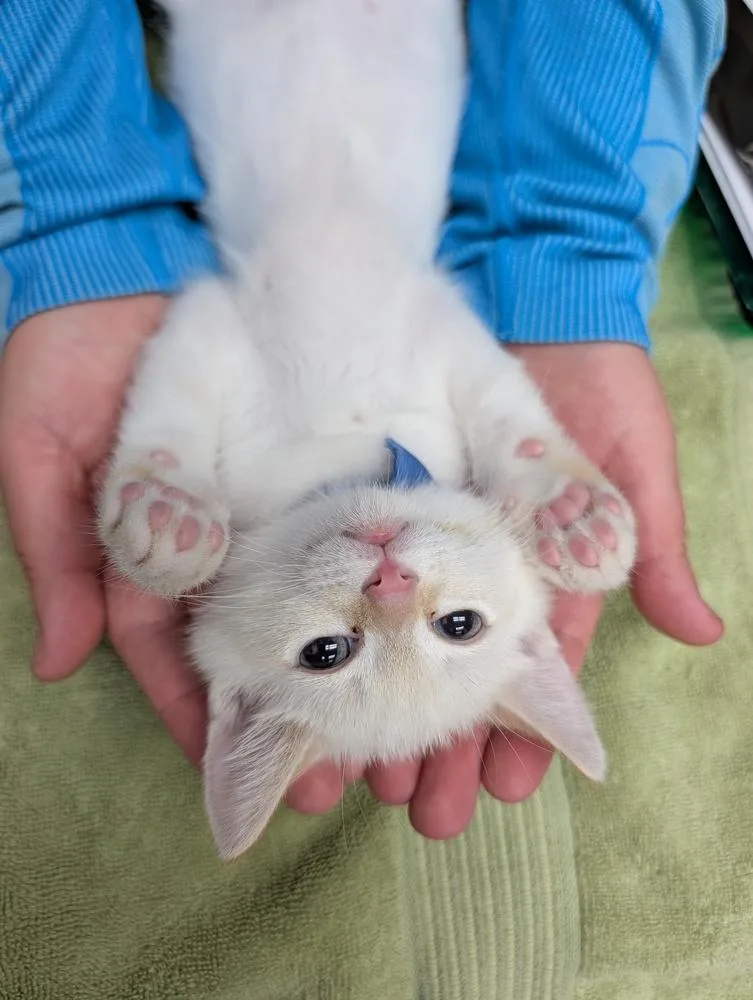 A baby small-sized male Orange & White Siamese cat named Chip for adoption in Fremont, CA