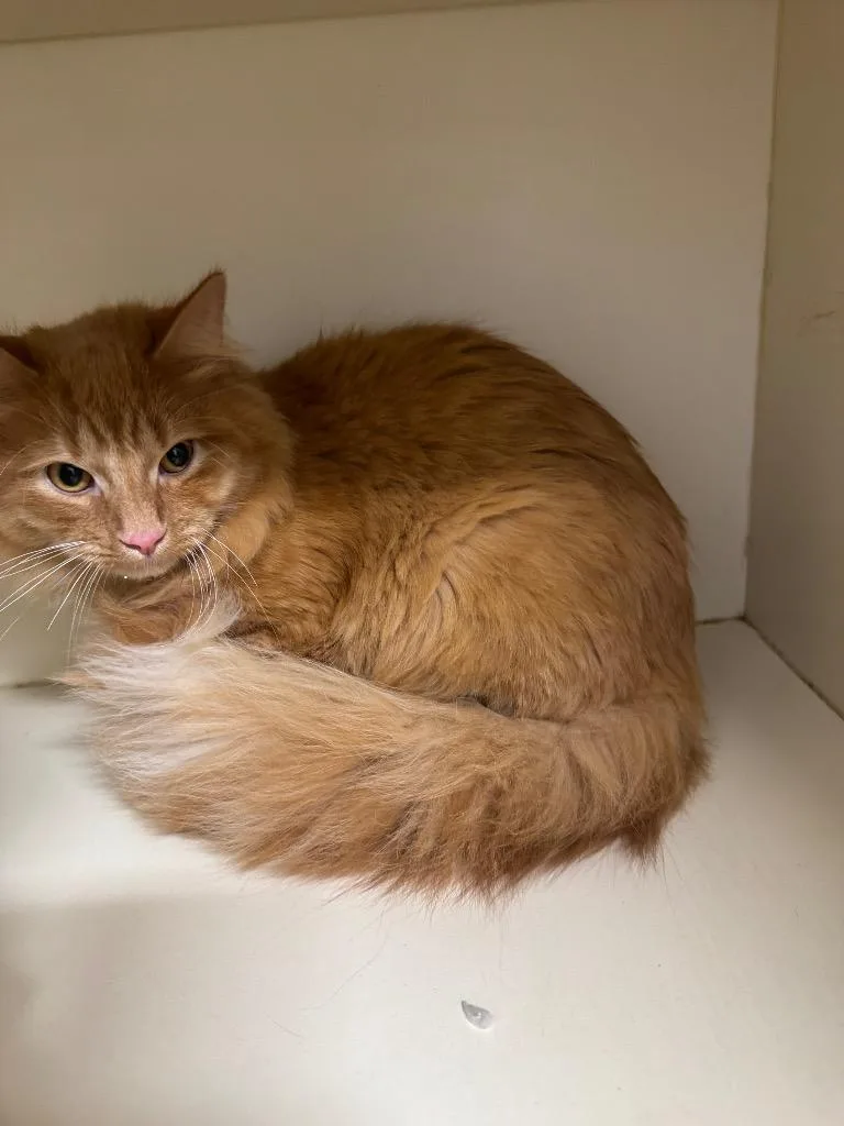 A baby medium-sized male Domestic Long Hair cat named Dorito for adoption in Bloomington, IN