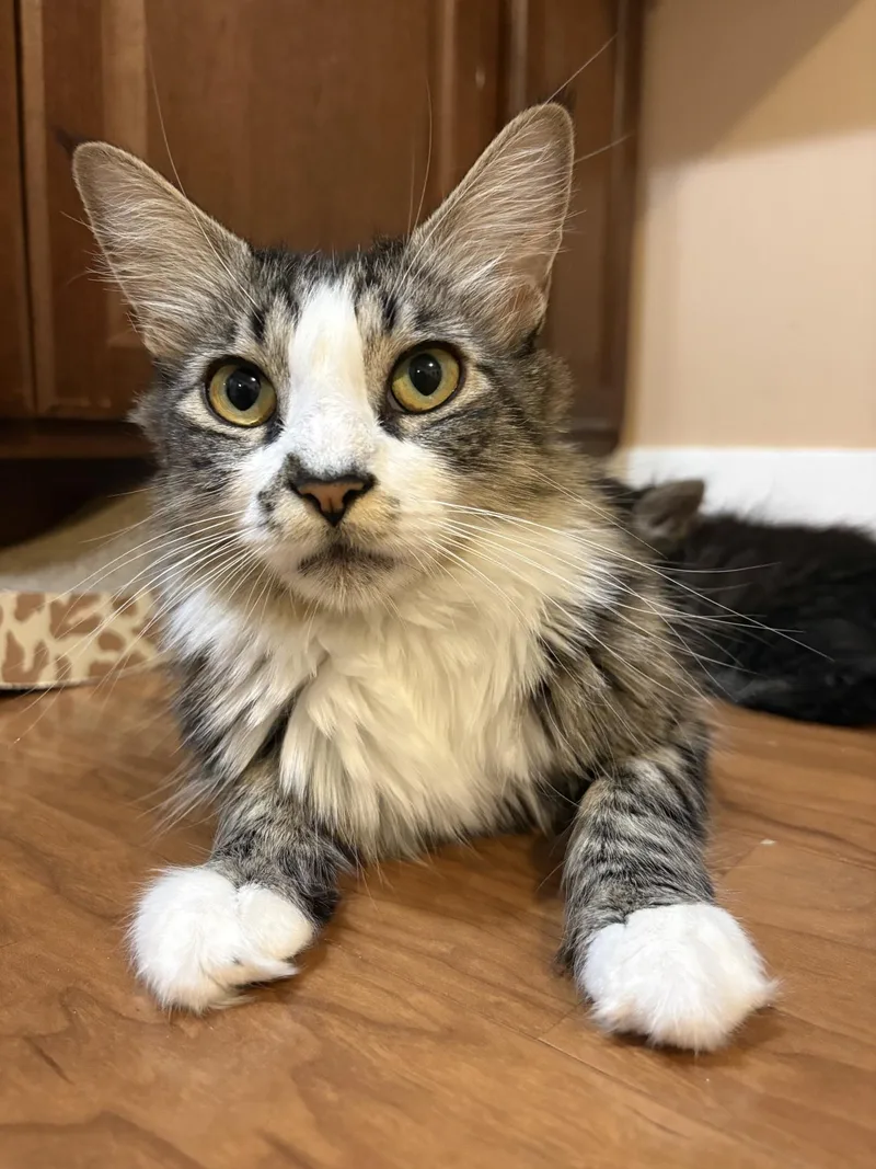 A young medium-sized female Domestic Medium Hair cat named Mama Sheba for adoption in Reno, NV