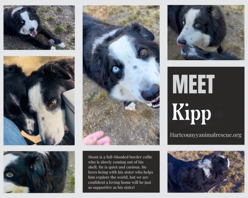 Kipp