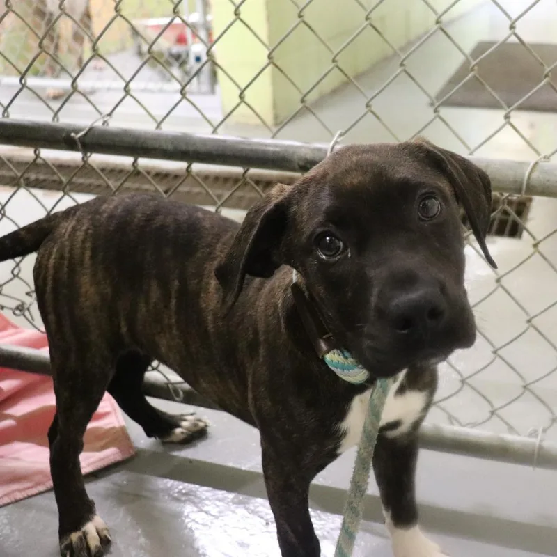 Schnucks thumbnail 2