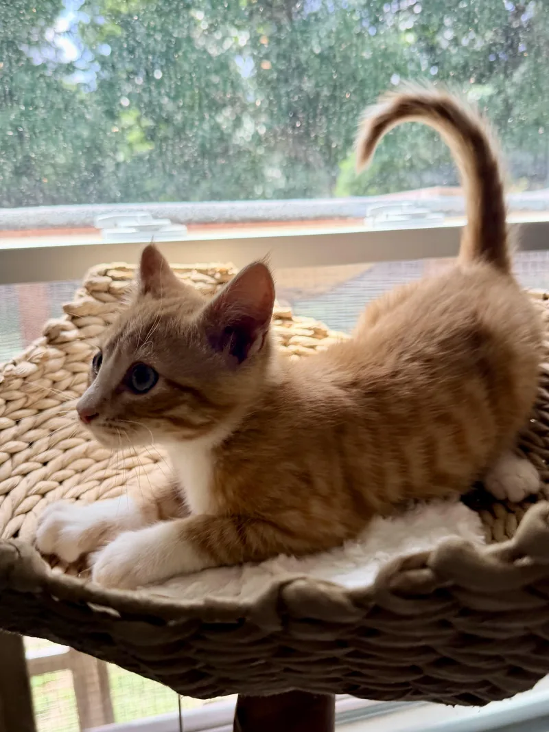Spider Meow