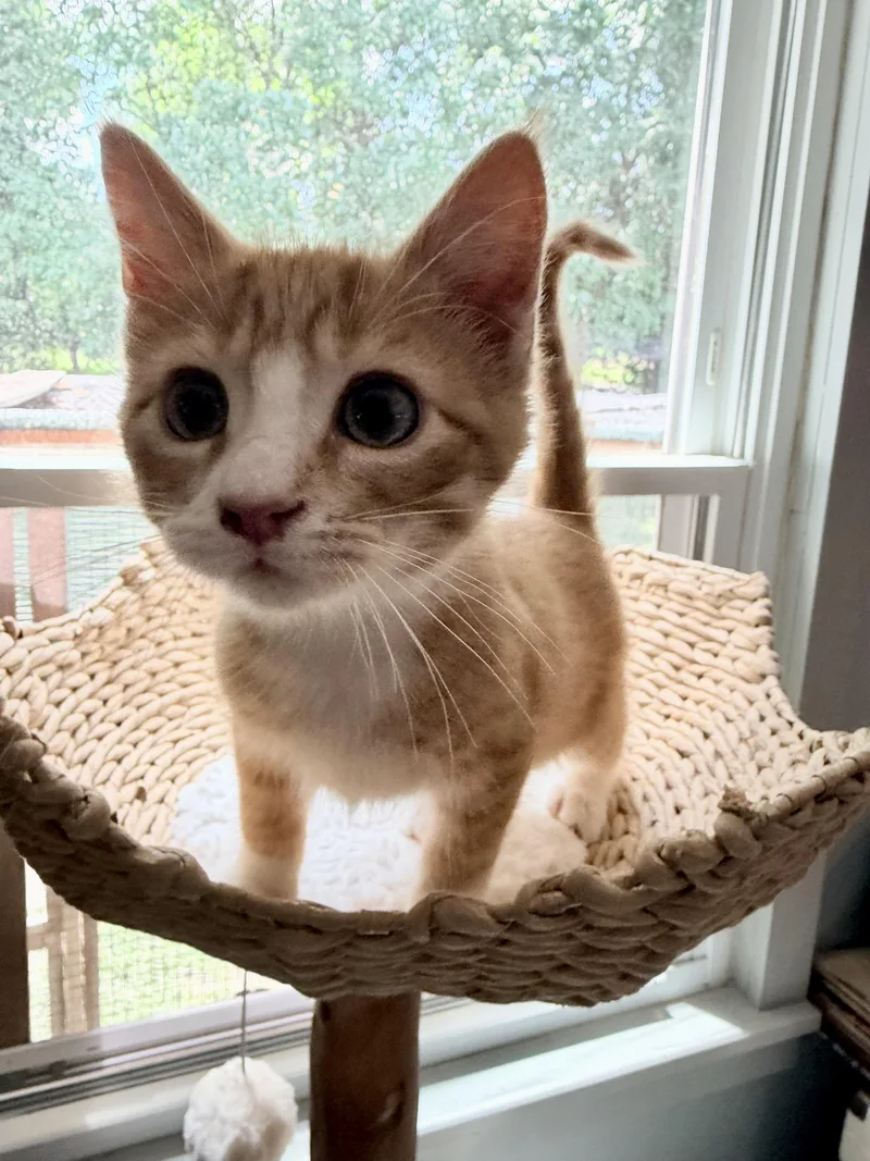 Spider Meow thumbnail 2