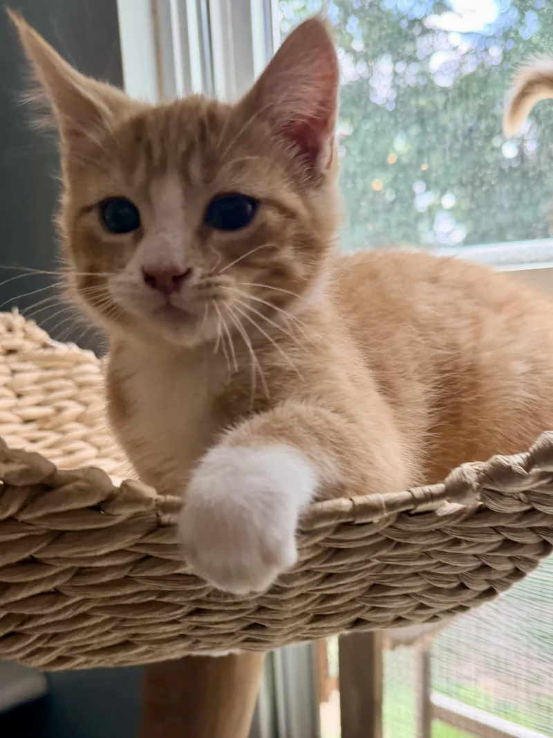 Spider Meow thumbnail 3
