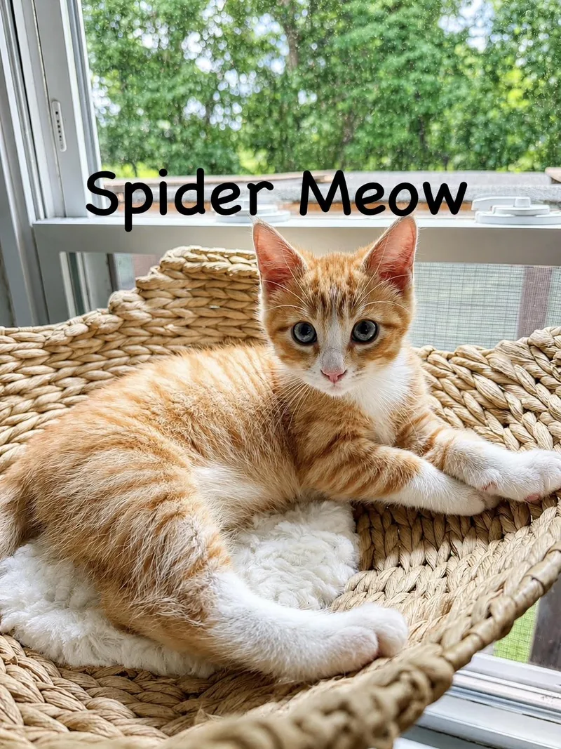 Spider Meow thumbnail 4
