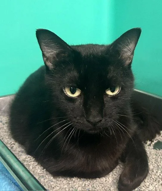 A young medium-sized female Domestic Short Hair cat named Marissa Yr Old for adoption in Sterling, MA