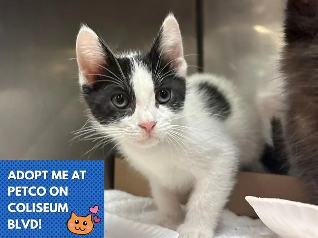 A baby small-sized male Domestic Short Hair cat named Mj for adoption in Fort Wayne, IN