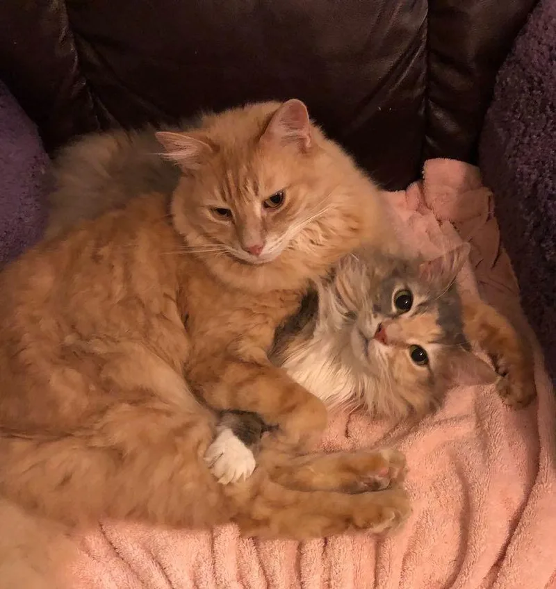 Ch  Chris thumbnail 2