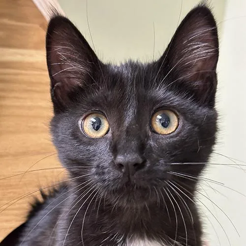 A baby medium-sized female Black Domestic Short Hair cat named Lola for adoption in Crystal Lake, IL