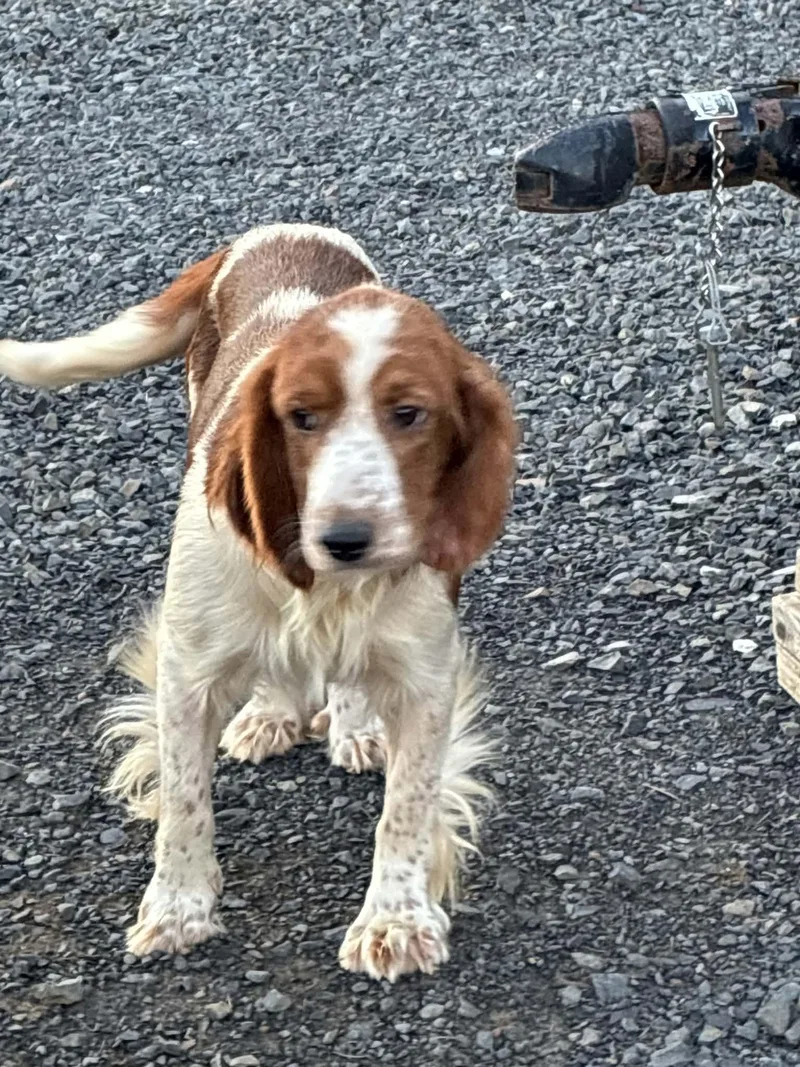 A young medium-sized female English Springer Spaniel dog named Strawberry for adoption in Havertown, PA