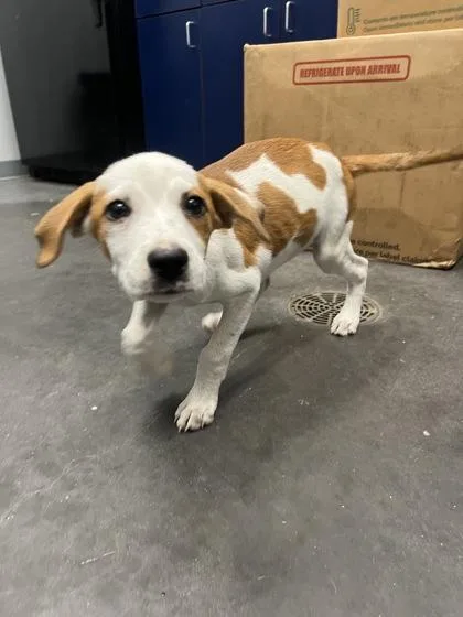 A young small-sized female Hound dog named B Sweetie for adoption in North Charleston, SC