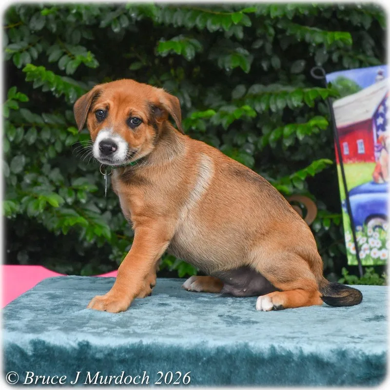 A baby small-sized male Yellow / Tan / Blond / Fawn Labrador Retriever dog named Rolo for adoption in Wake Forest, NC