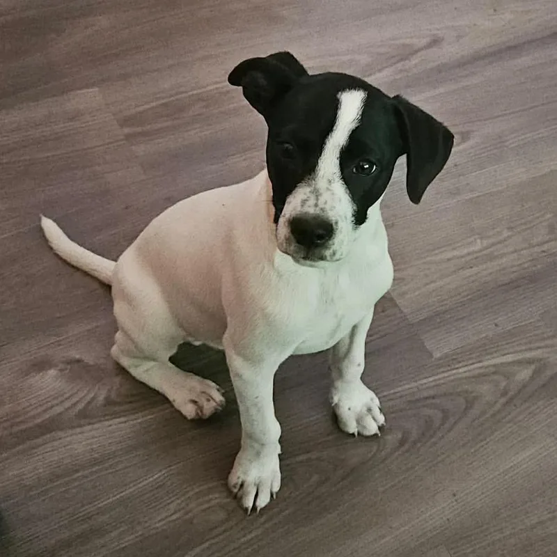 A baby medium-sized male White / Cream Mixed Breed dog named Joey for adoption in Olathe, KS