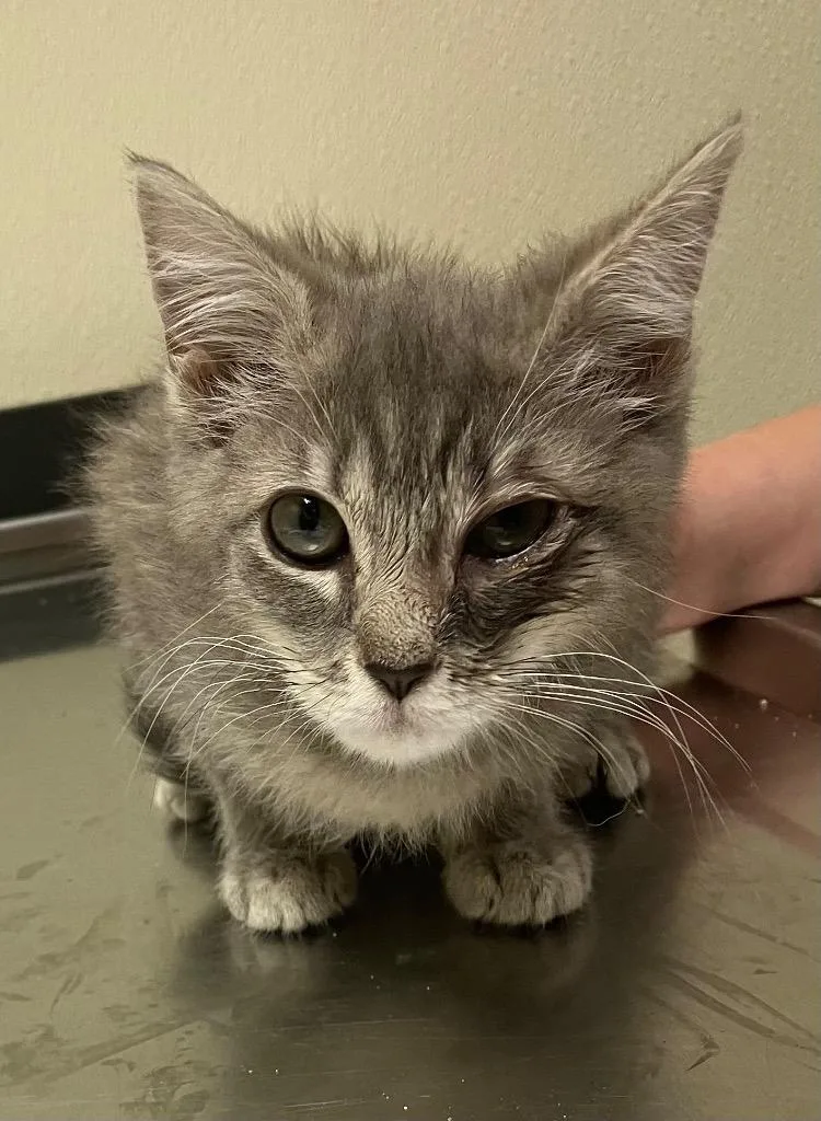 A baby medium-sized female Domestic Short Hair cat named Minnow for adoption in Christiansburg, VA