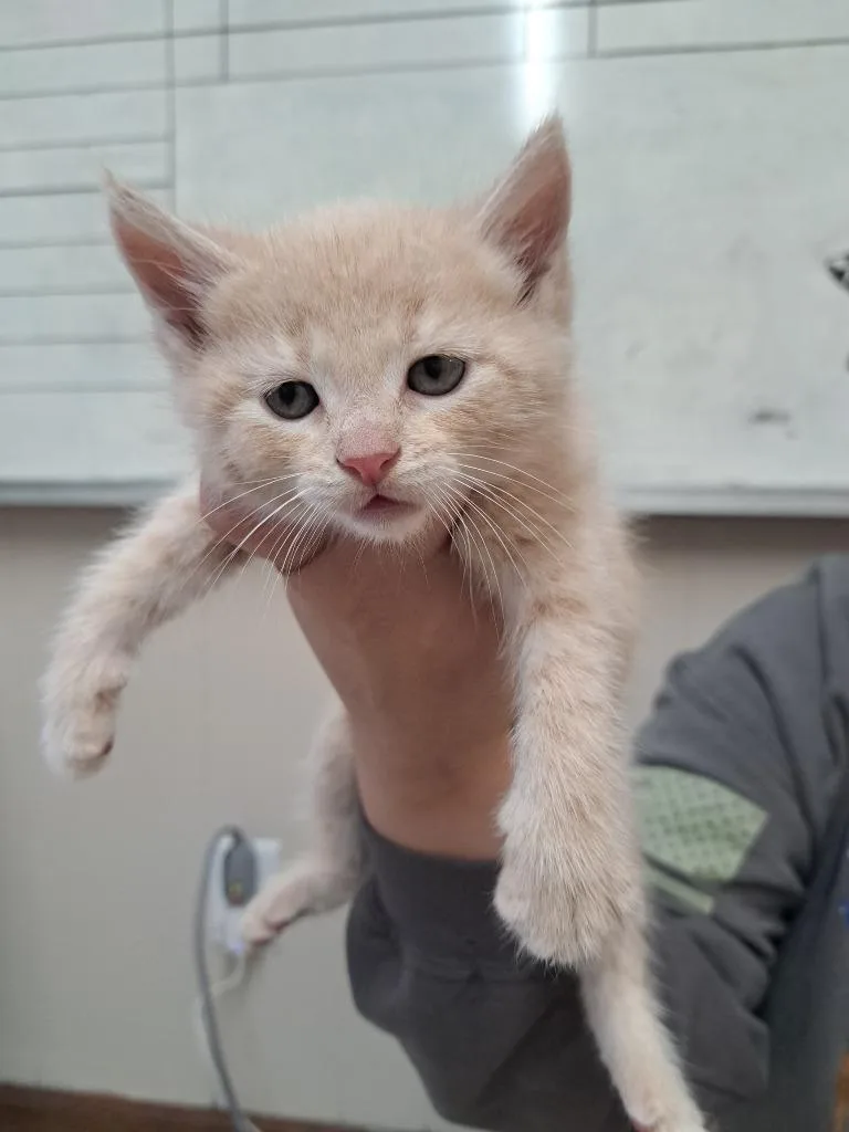 A baby medium-sized male Domestic Short Hair cat named Kicking Wing for adoption in Fayetteville, TN