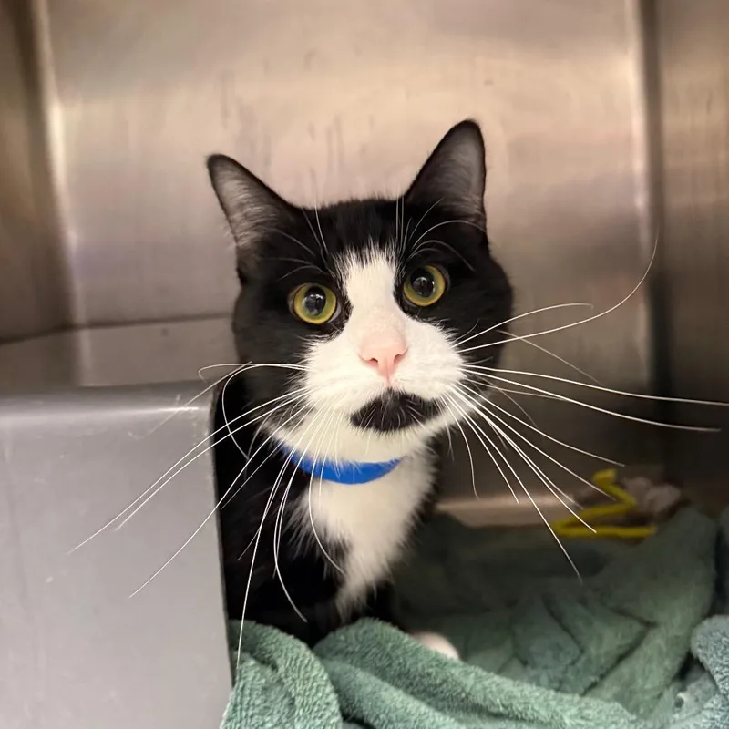 Ozzie thumbnail 2
