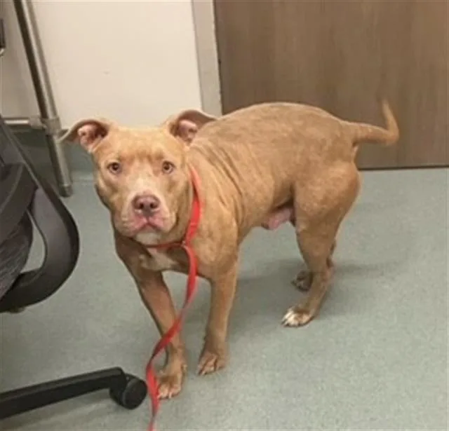 An adult medium-sized female Pit Bull Terrier dog named Concha for adoption in Baytown, TX